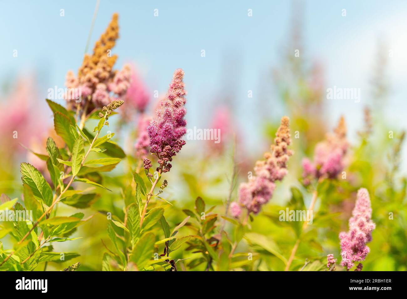 Wild flowers of British Columbia Stock Photo