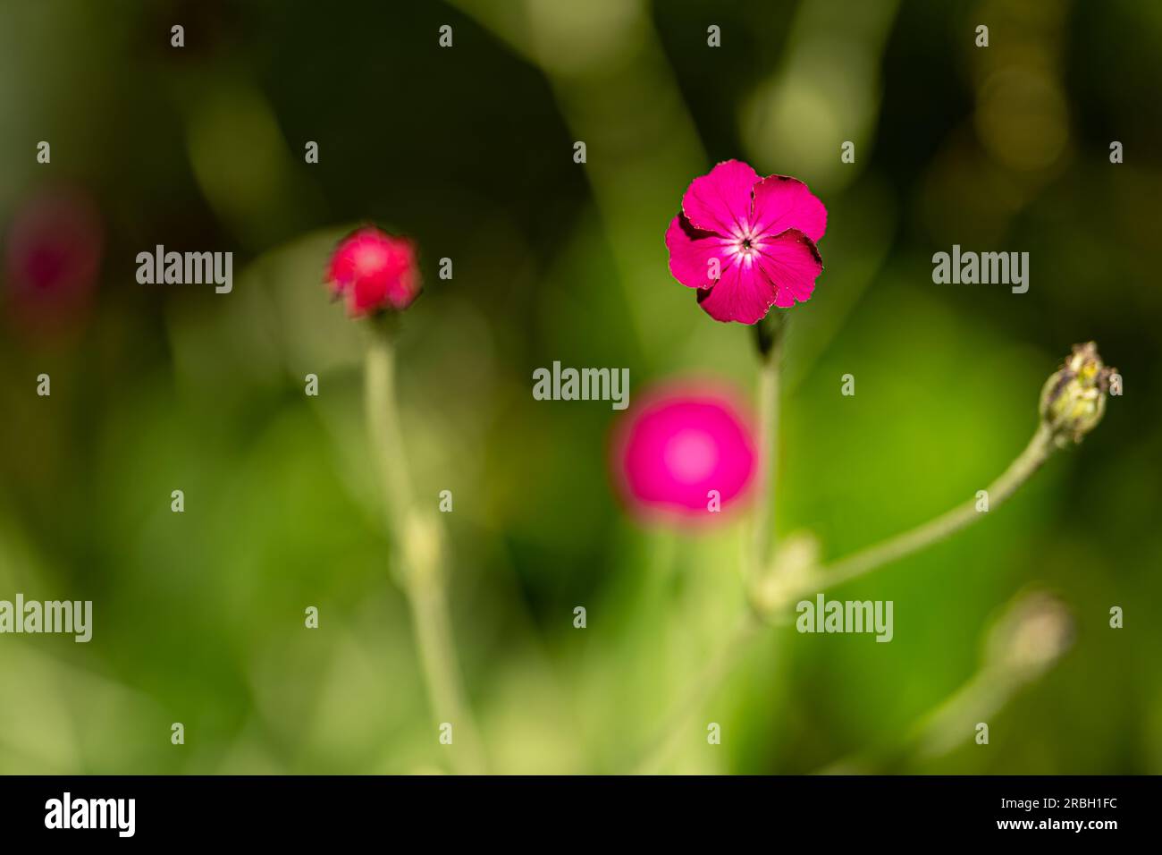 British wild flowers illustration hi-res stock photography and images ...