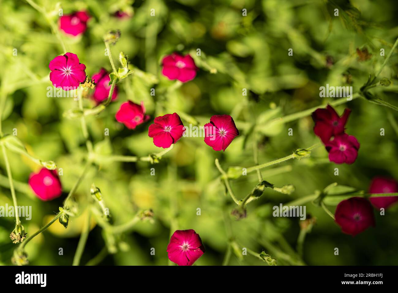 Wild flowers of British Columbia Stock Photo