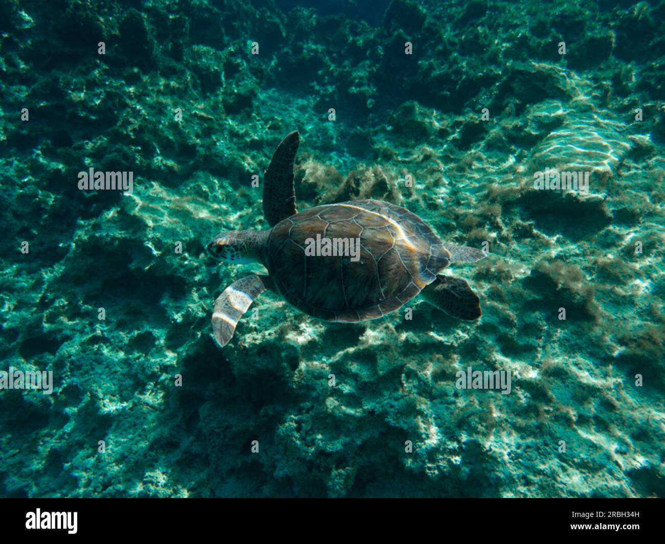Green sea turtle Stock Photo