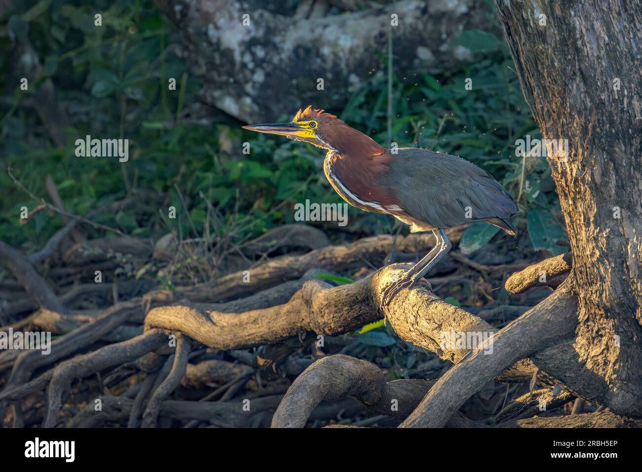 Brilliantly lit by morning sunshine, a Rufescent tiger heron (Tigrisoma lineatum) searches for prey on a river in the Pantanal of Brazil. Stock Photo