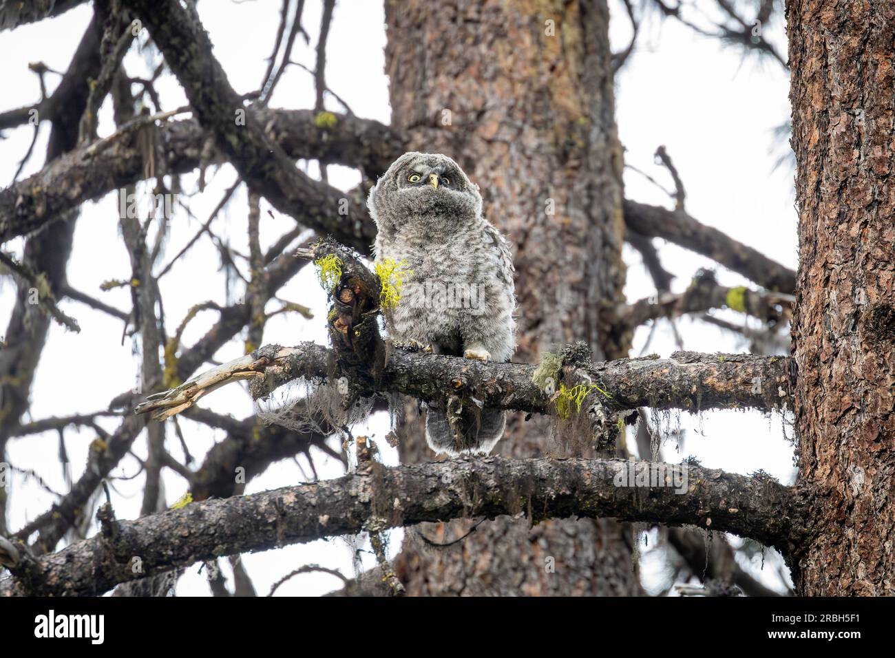 A young Great gray owl (Strix nebulosa), just fledged from its nest, perches on a tree branch in the remote Cascade mountains of Southern Oregon. Stock Photo