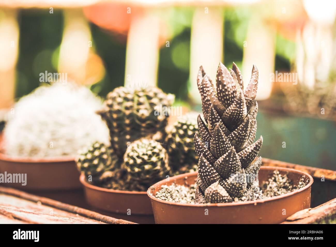 Haworthiopsis reinwardtii or Haworthia reinwardtii succulent flowering plant native to South Africa. Growing a variety of cacti in greenhouse. Growing Stock Photo