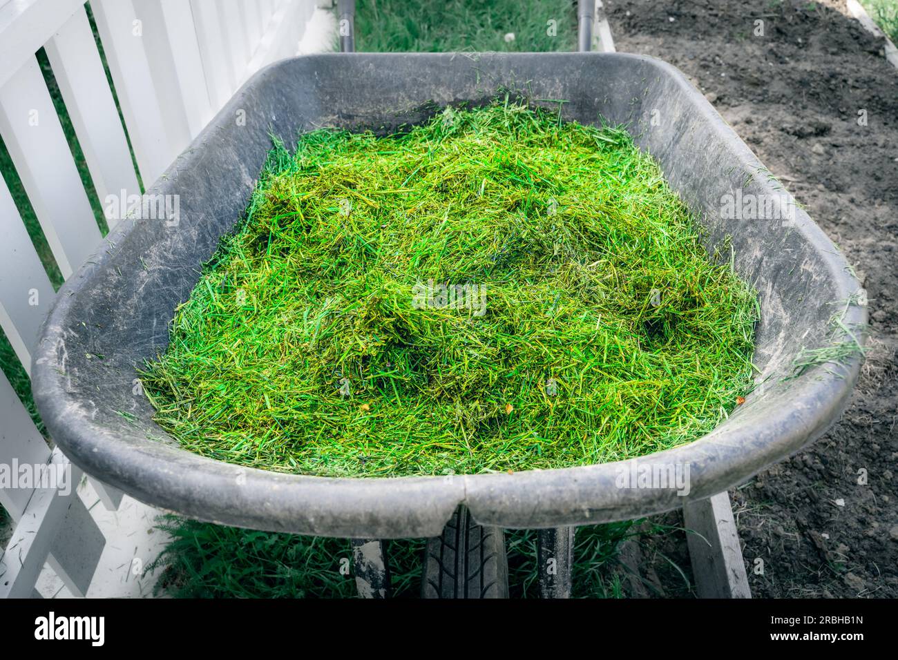 Freshly cut green grass from the lawn in a garden wheelbarrow close-up. Using cut grass to mulch garden beds Stock Photo