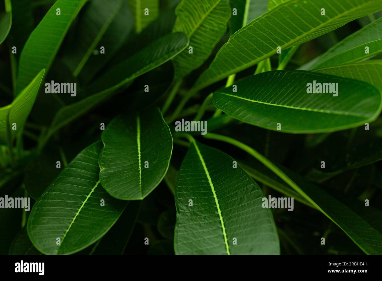 Close up tropical green leaves hi-res stock photography and images - Alamy
