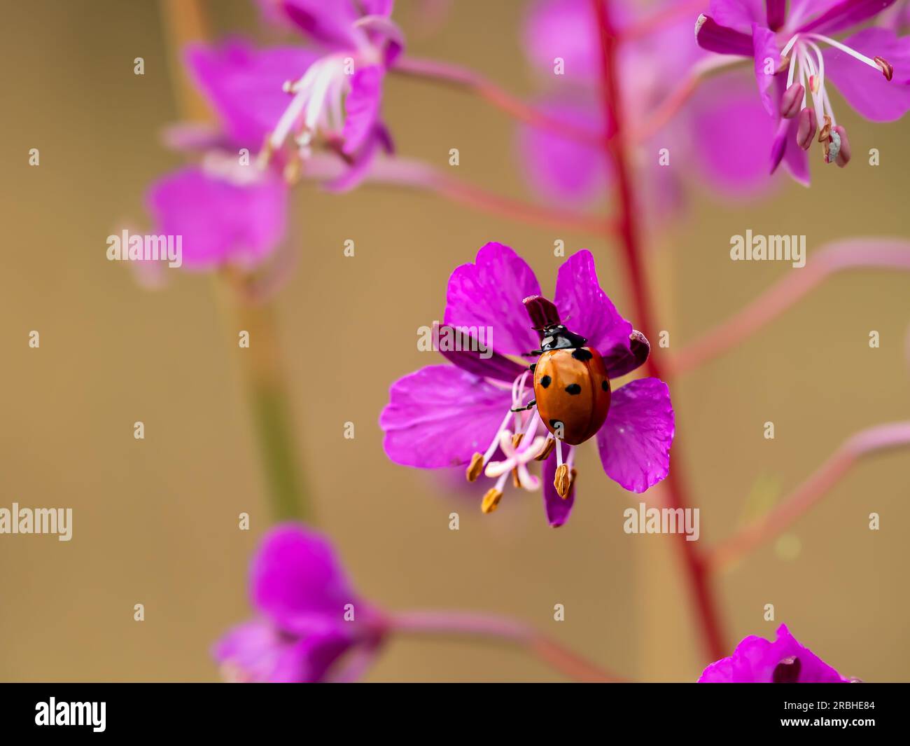 Ladybug on Herbs Stock Photo