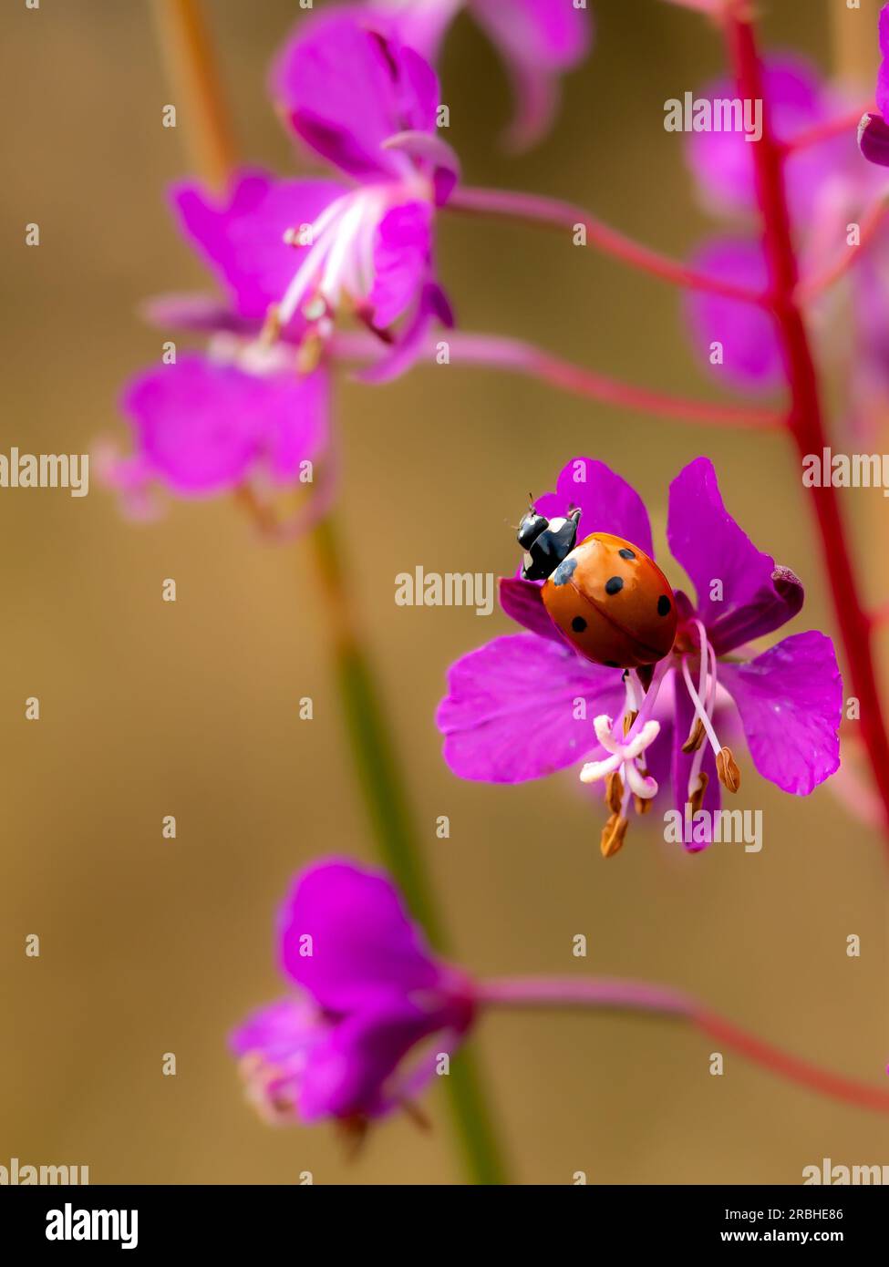 Ladybug on Herbs Stock Photo