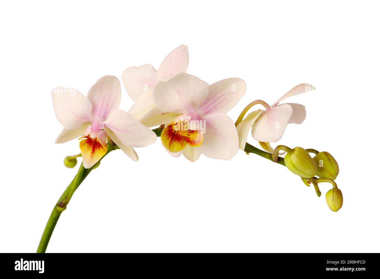 Branch with beautiful orchid flowers on white background, closeup Stock Photo