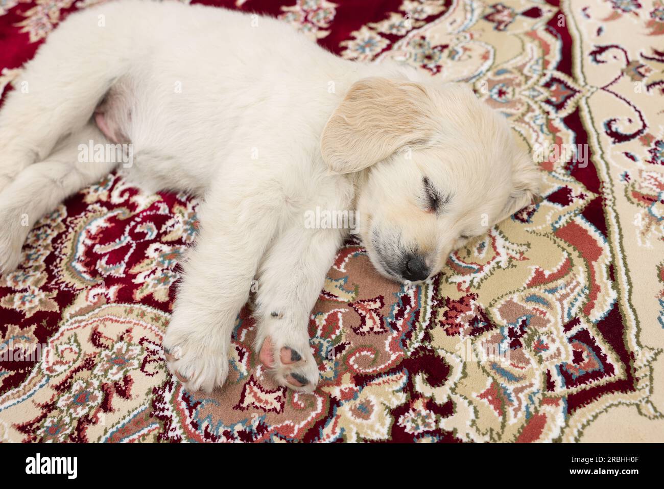 Cute little puppy sleeping on vintage carpet Stock Photo - Alamy