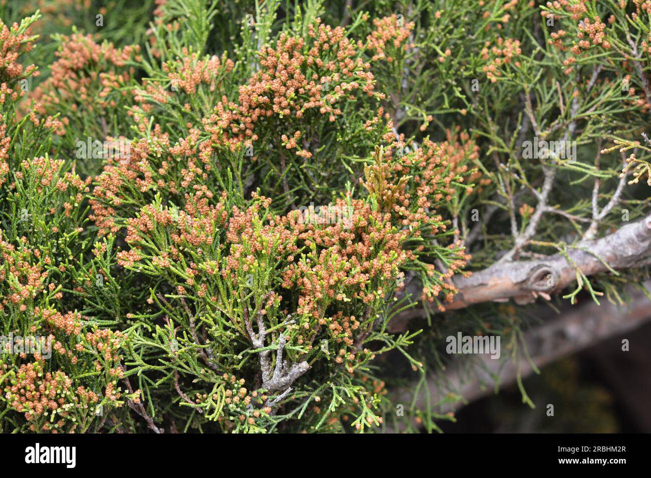 Juniperus virginiana with yellow male cones close up.  Eastern Red Cedar (Juniperus virginiana) Male cones are small and have a dull mustard yellow co Stock Photo