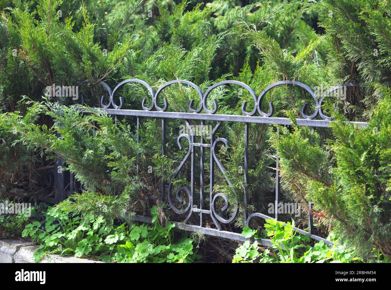 Metal fence hiding with Juniperus sabina, the savin juniper or savin shrubs. Stock Photo
