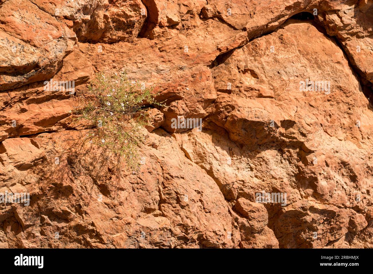 A small arid land plant surviving on a ledge in the siltstone walls of Emily Gap (Yeperenye) near Alice Springs (Mparntwe) in Central Australia Stock Photo