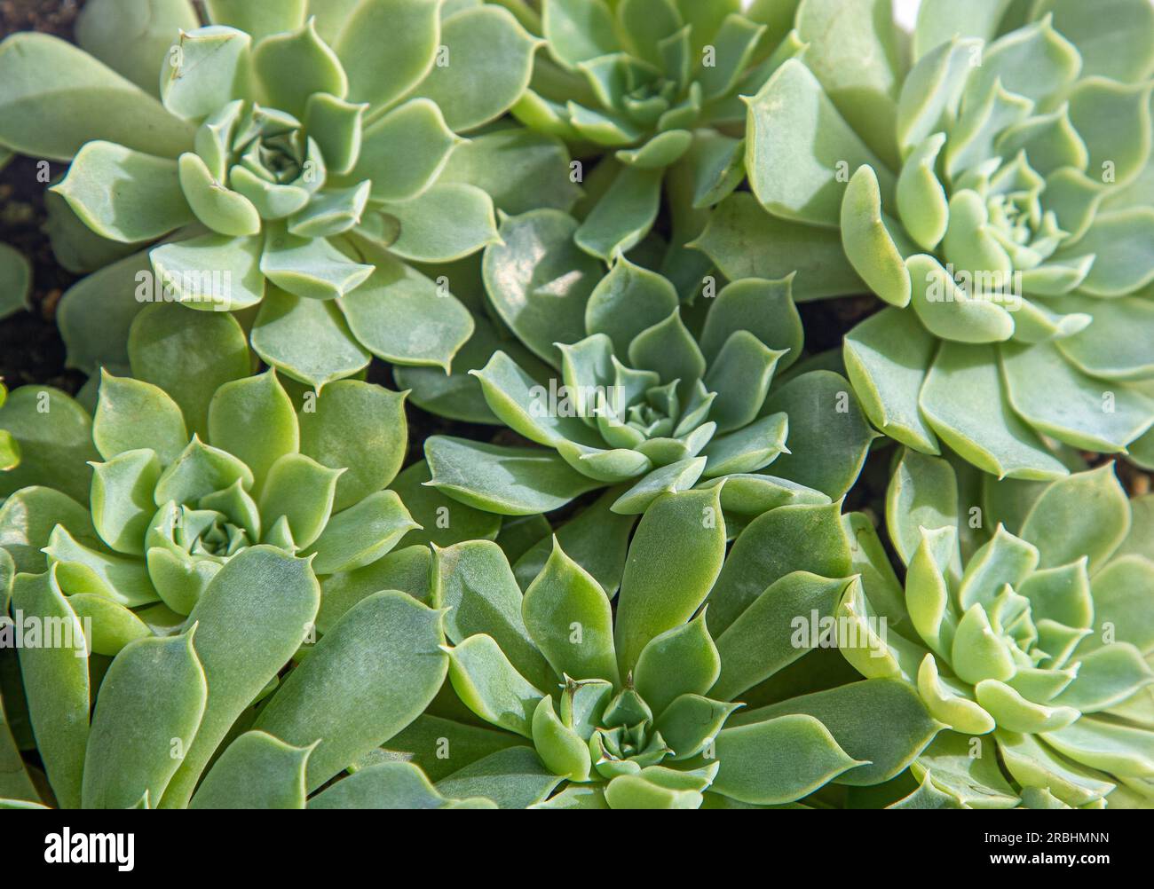 Flowers type Echeveria Hyalina. The succulent cactus plant. Green flower  nature foliage background. Growing cacti at home. Floriculture. Leaves  natural aesthetic. Flora leaf texture Stock Photo - Alamy