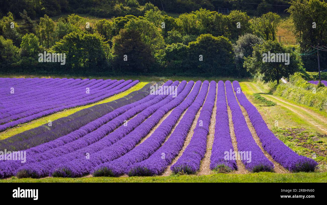 Lavender fields in full bloom at castle farm on the Kent downs south
