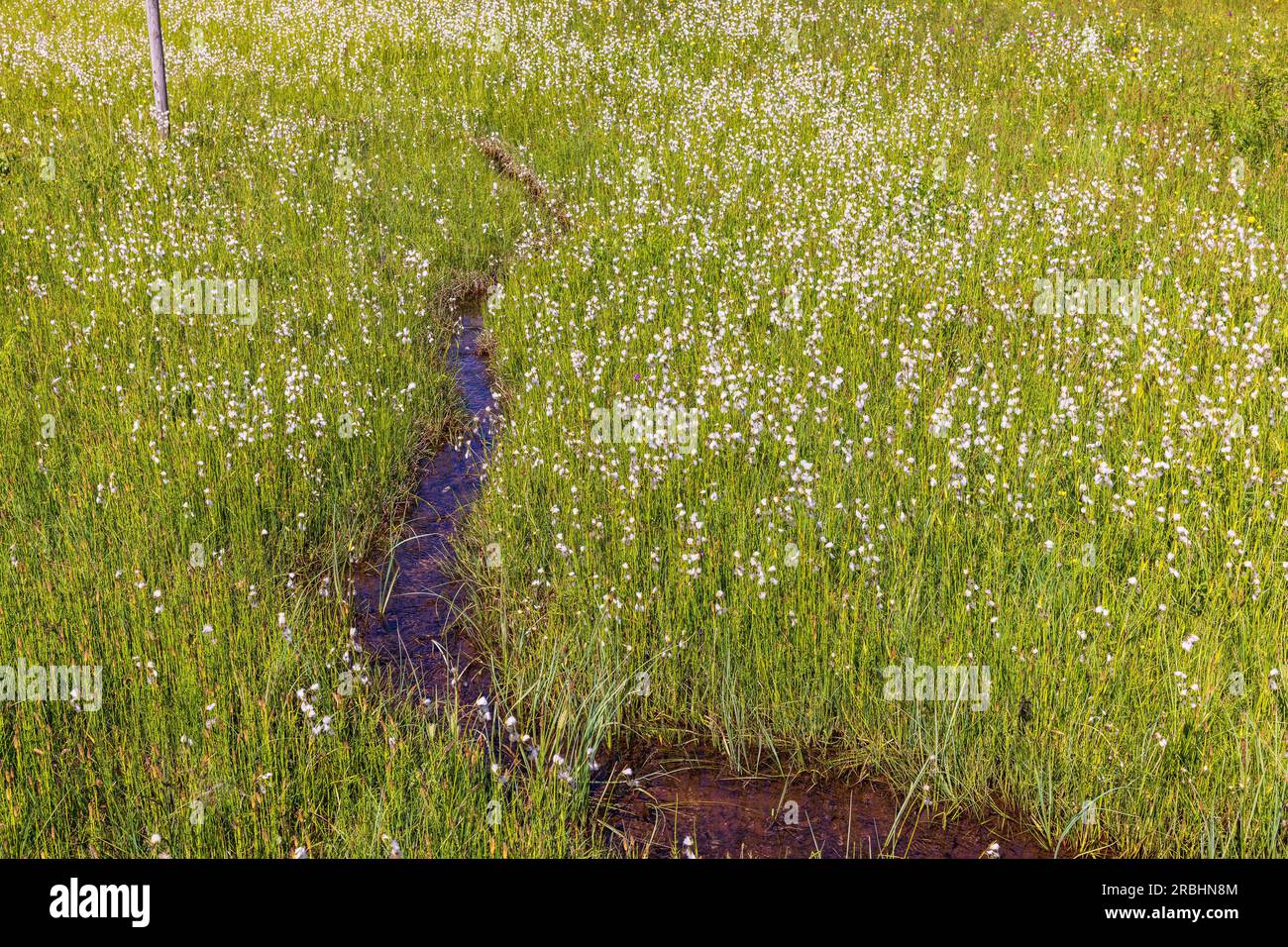 Stream in a wet meadow with blooming cotton grass Stock Photo