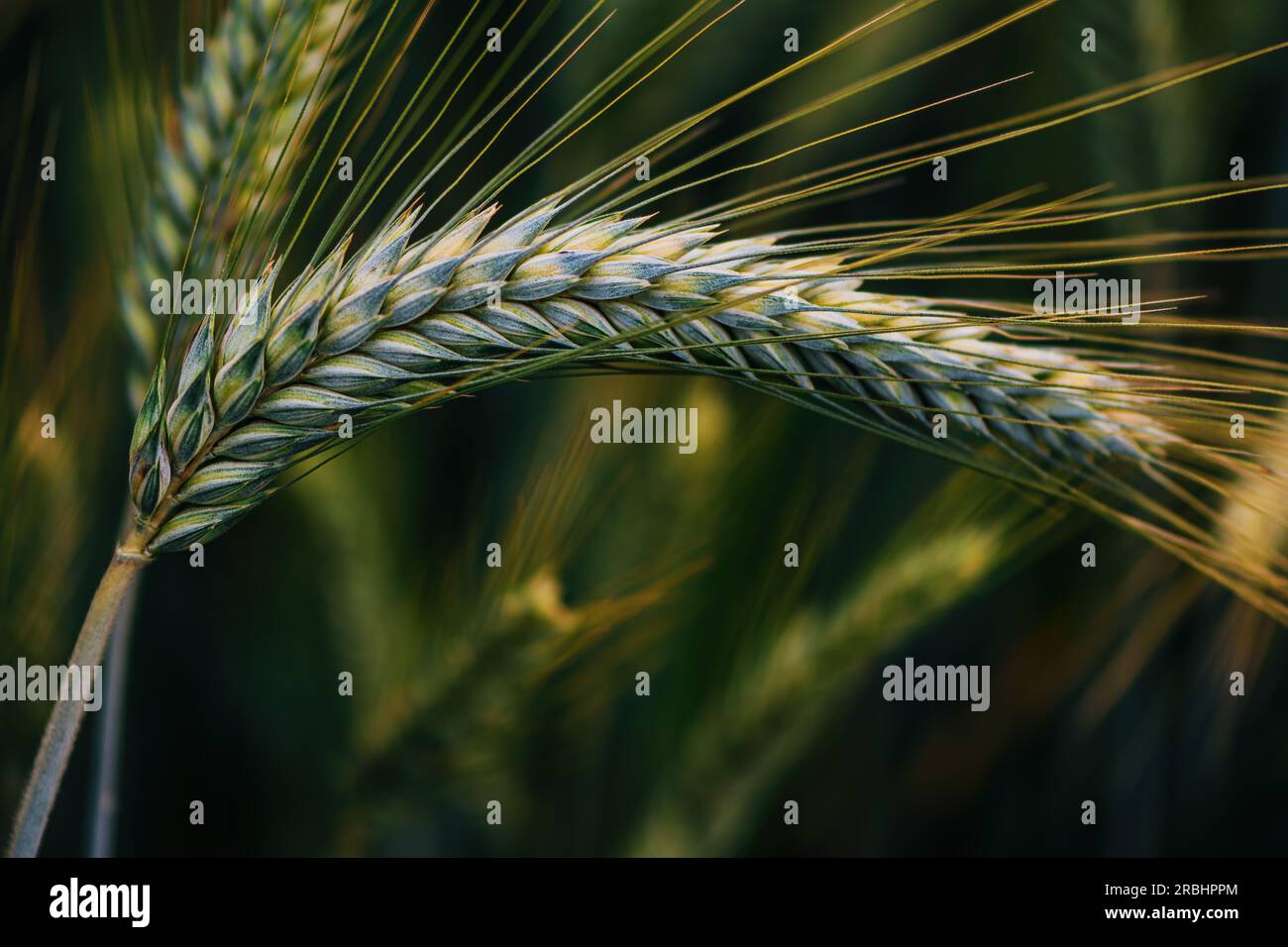Unripe ear of common wheat in field, selective focus Stock Photo