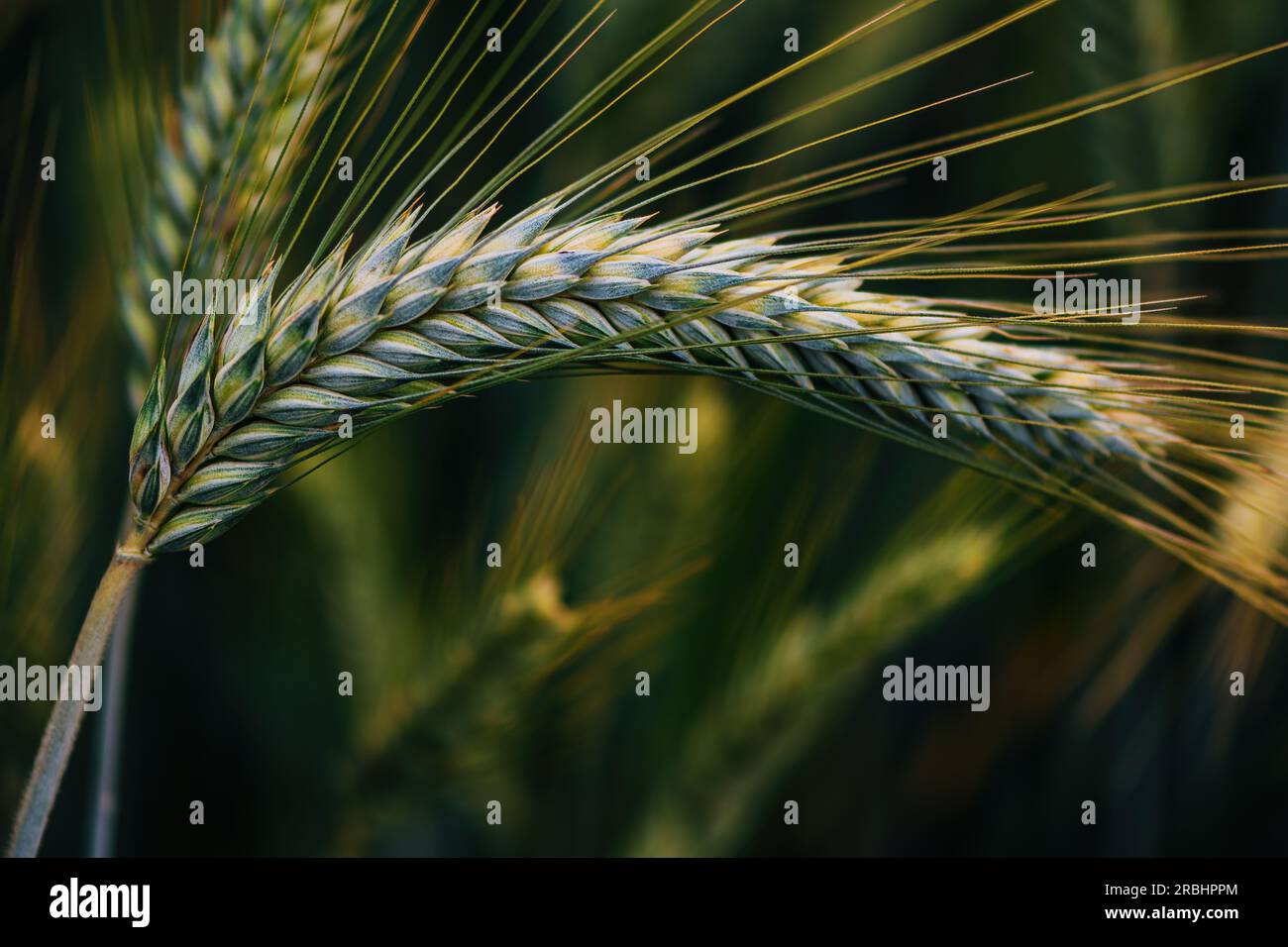 Unripe wheat triticum aestivum hi-res stock photography and images - Alamy