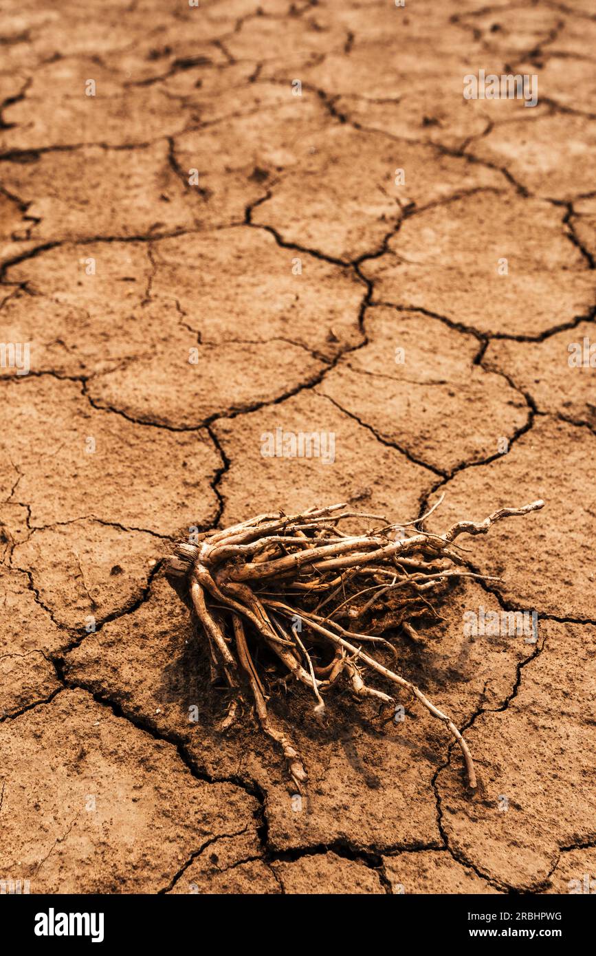 Dry corn plant root on cracked dusty soil ground, selective focus Stock Photo