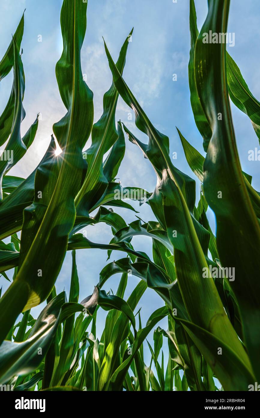 Corn leaf hi-res stock photography and images - Alamy