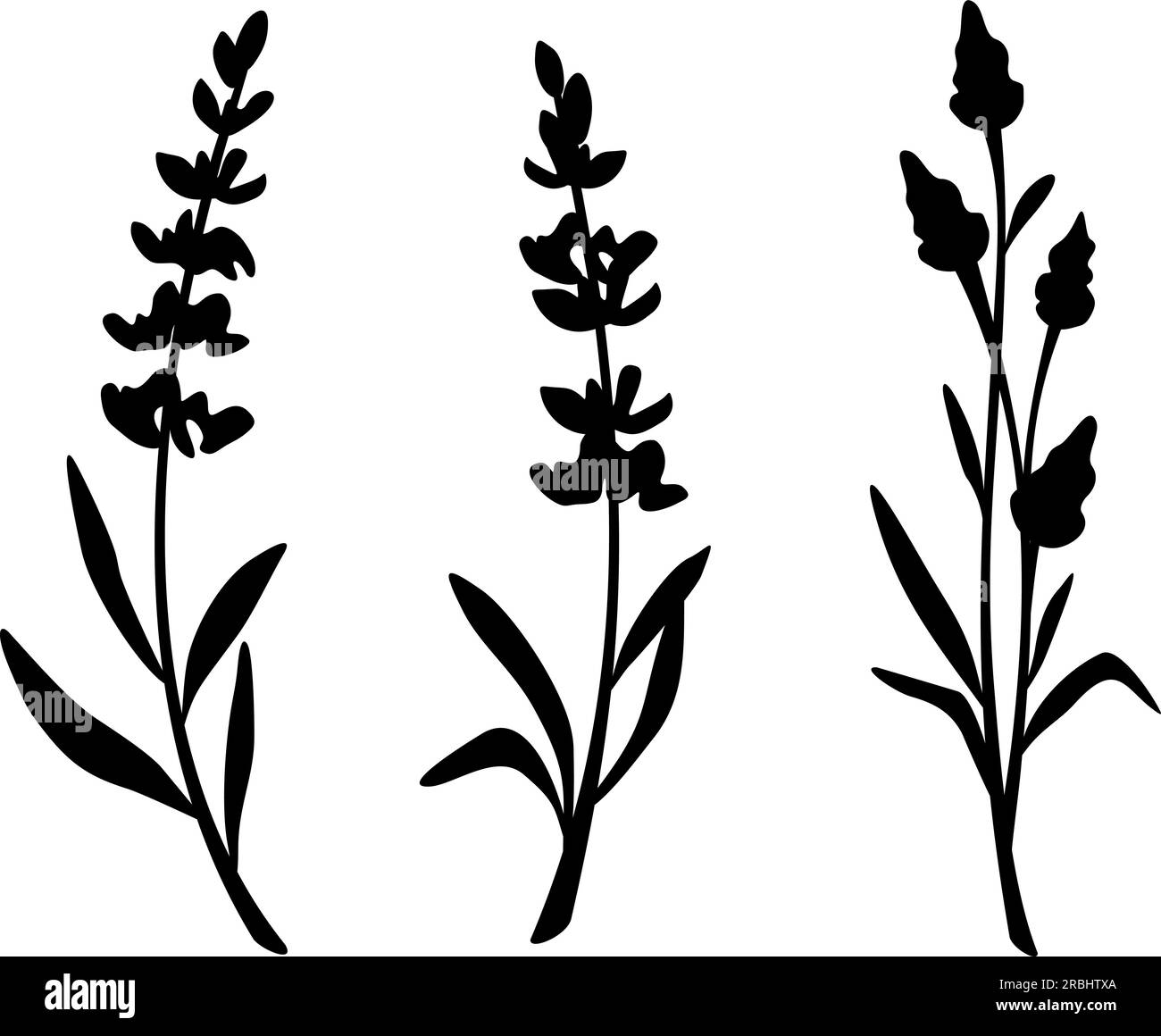 Lavender flowers. Black silhouettes of lavender flowers isolated on a