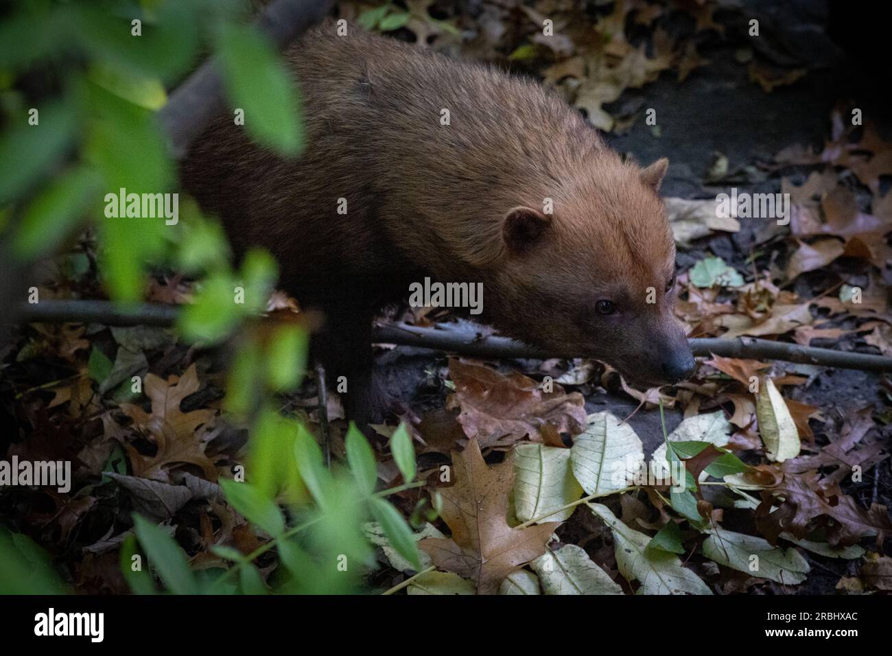 South american bush dog hi-res stock photography and images - Alamy