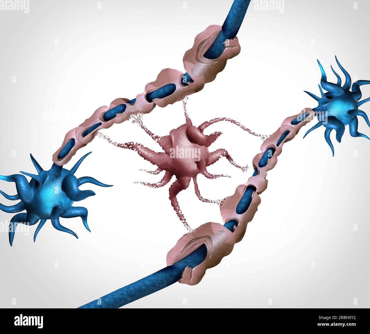 Myelin sheath