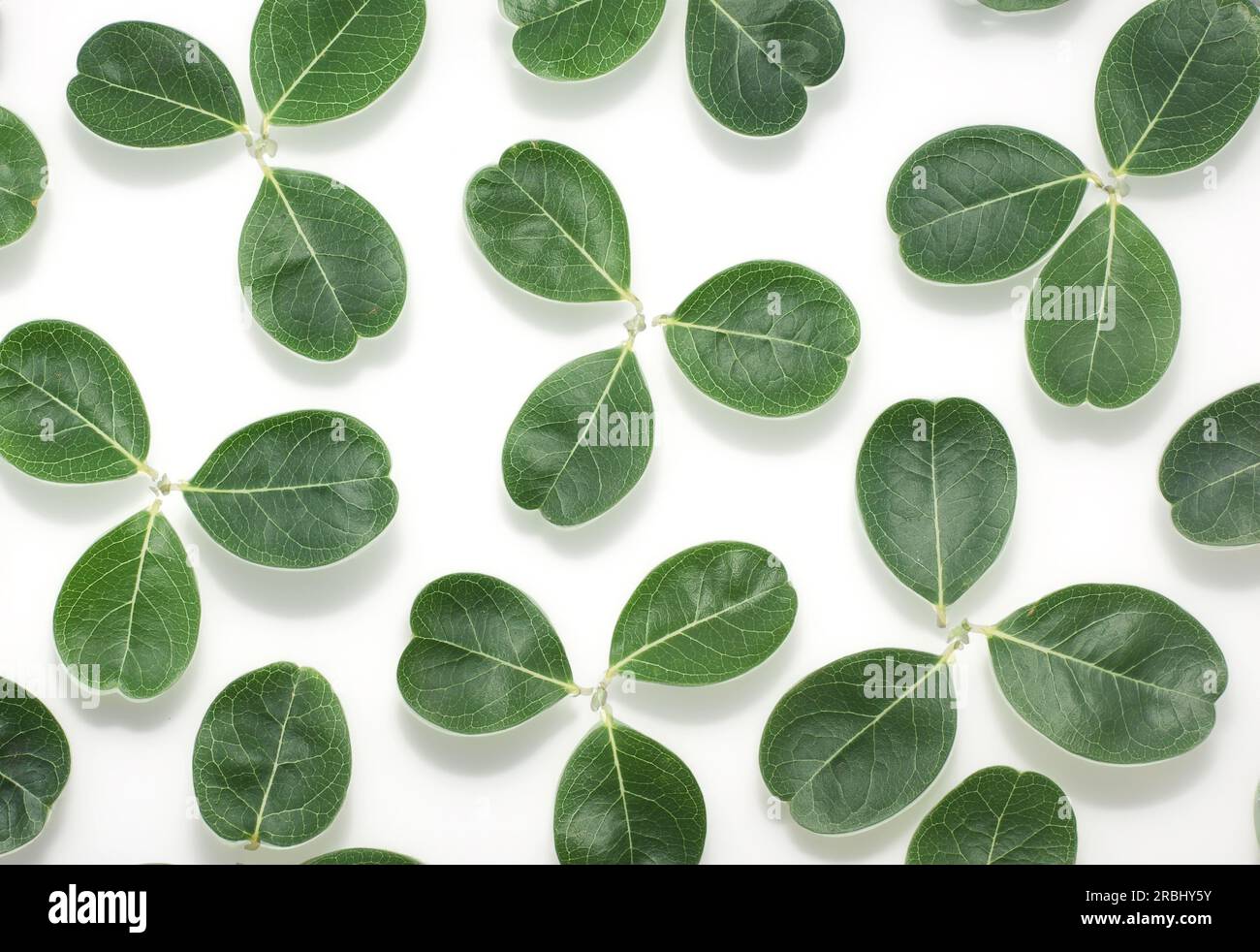 tropical leaf isolated on white background Stock Photo - Alamy