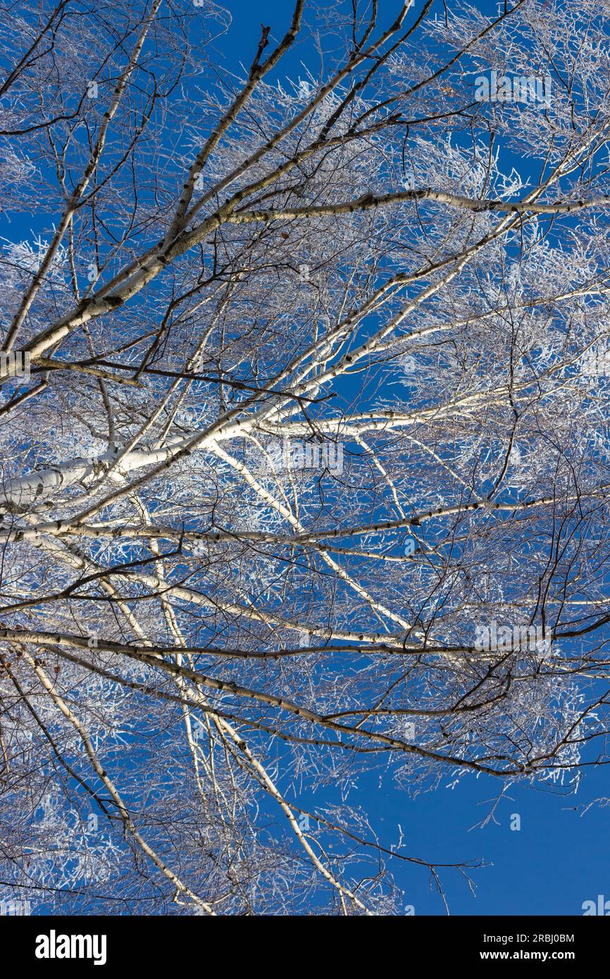 Branches of a birch crown covered with white frost on a frosty winter ...