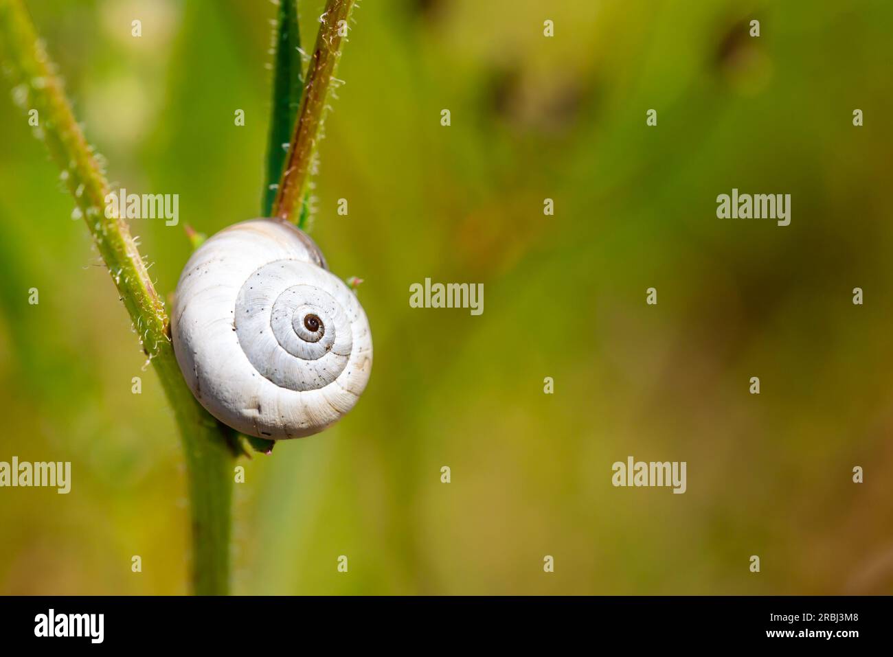 Single snail shell, on a plant  in the garden, in Provence, south of France Stock Photo