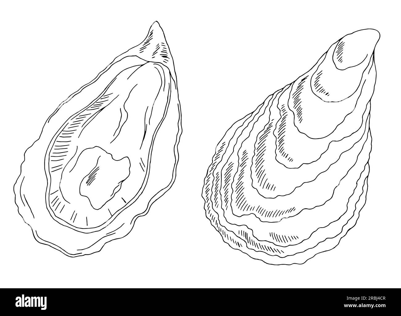 Oyster set graphic black white sketch illustration vector Stock Vector