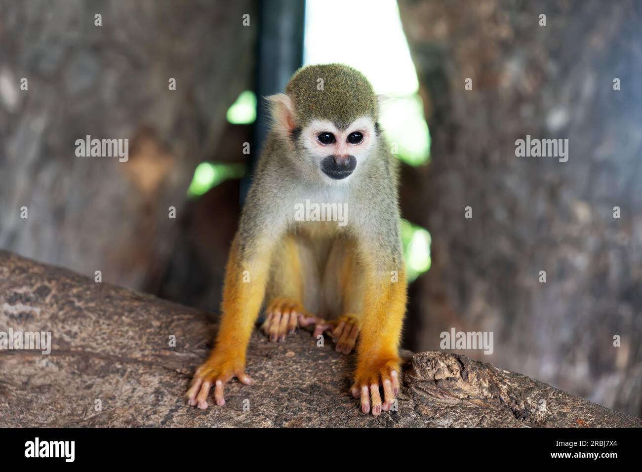 Ecuadorian squirrel monkey Saimiri cassiquiarensis macrodon at botanical garden, Guayaquil, Ecuador. a monkey is sitting on a tree. Stock Photo