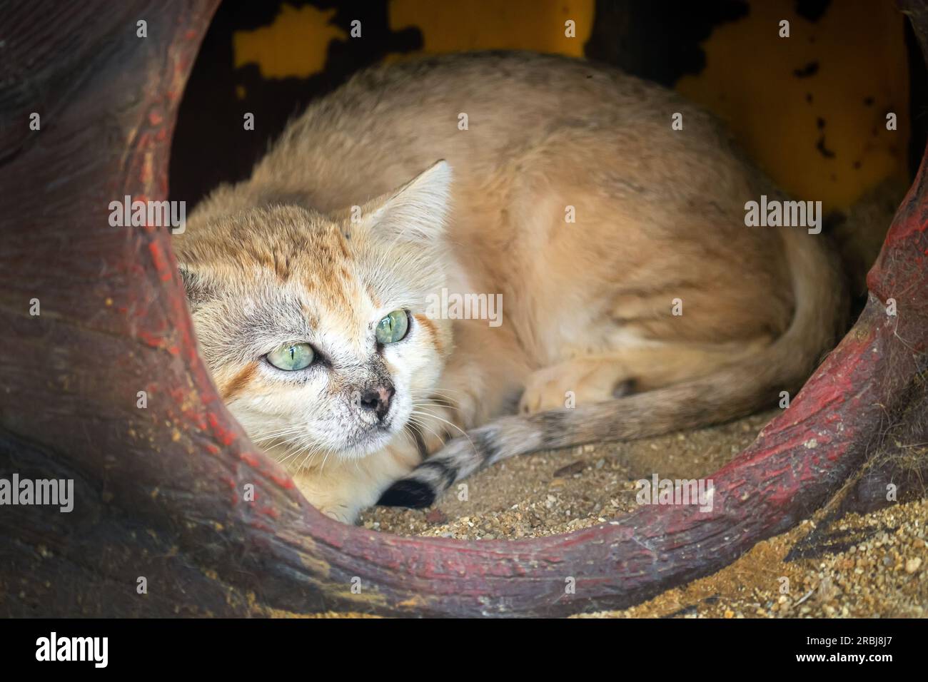 Sand cat, Felis margarita, is a beautiful desert cat. The handsome one is sitting in his lair. Exotic pet Stock Photo