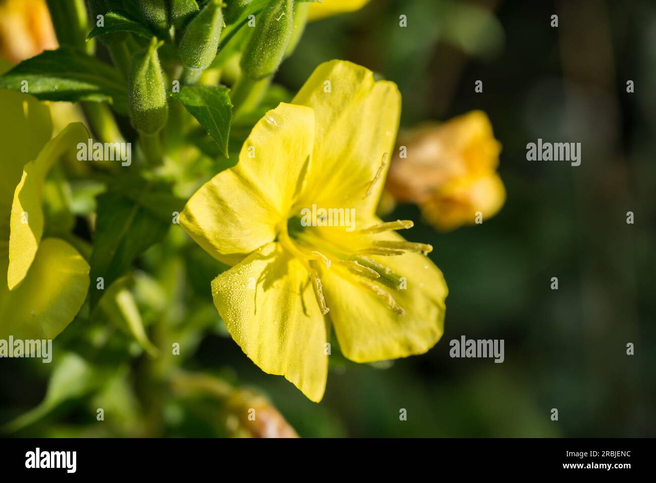 Oenothera biennis, common evening-primrose summer yellow flowers closeup selective focus Stock Photo