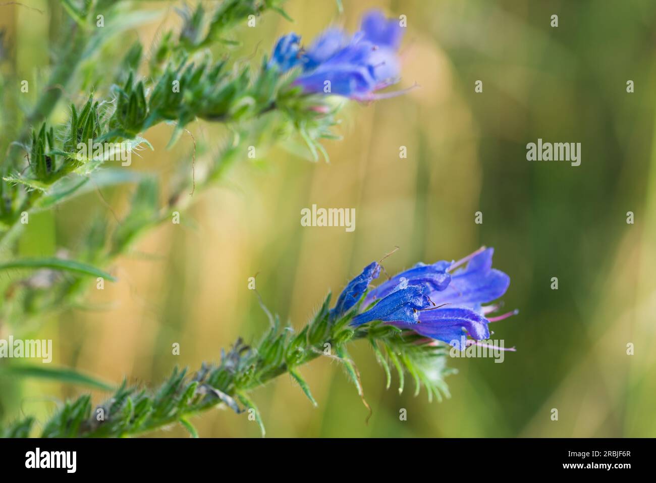 Echium vulgare,  viper's bugloss blue flowers closeup selctive focus Stock Photo