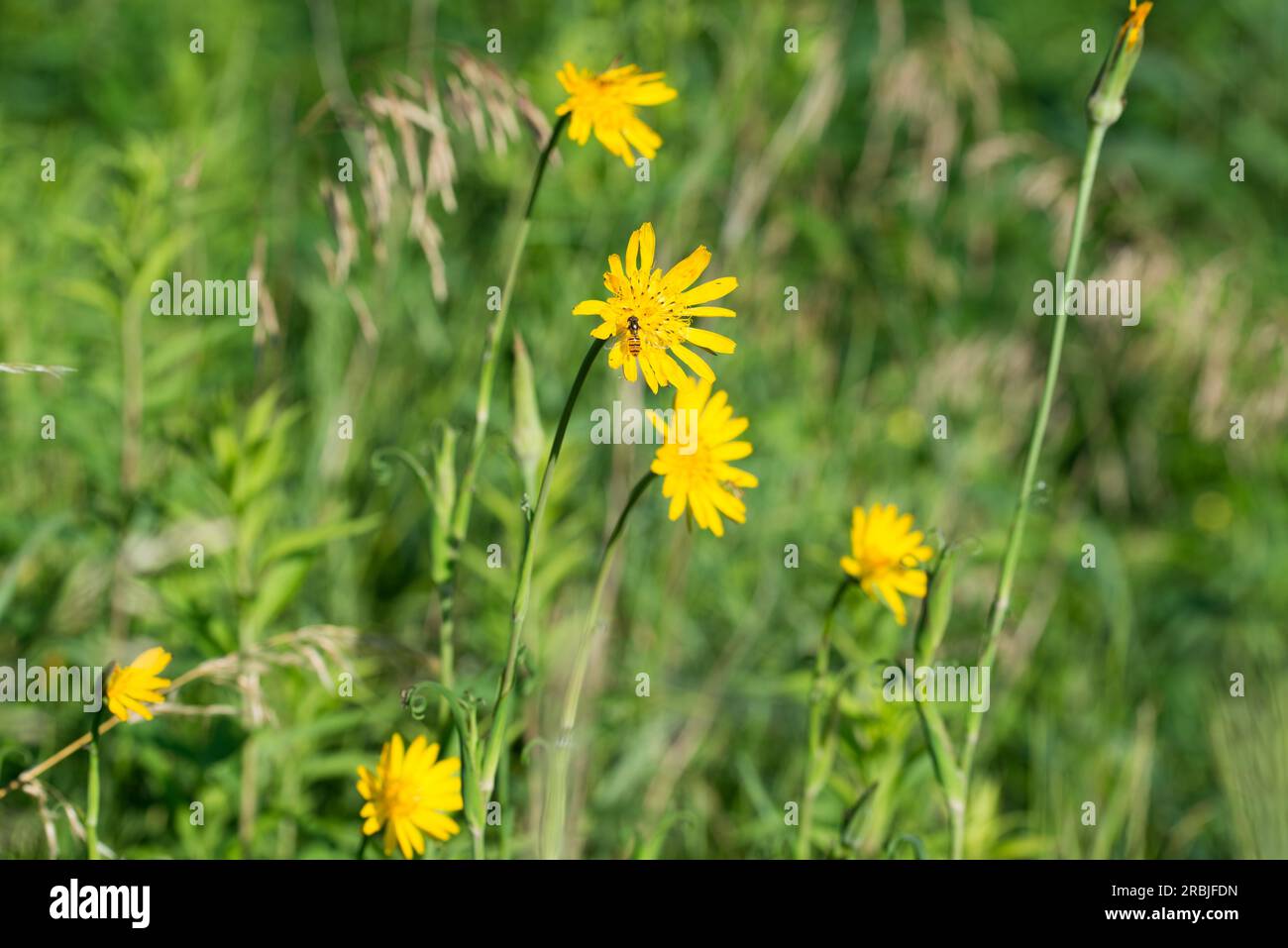 Tragopogon pratensis yellow  flowers closeup selective focus Stock Photo
