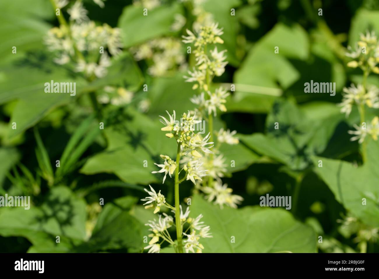 Echinocystis lobata, wild cucumber summer flowers closeup selective focus Stock Photo