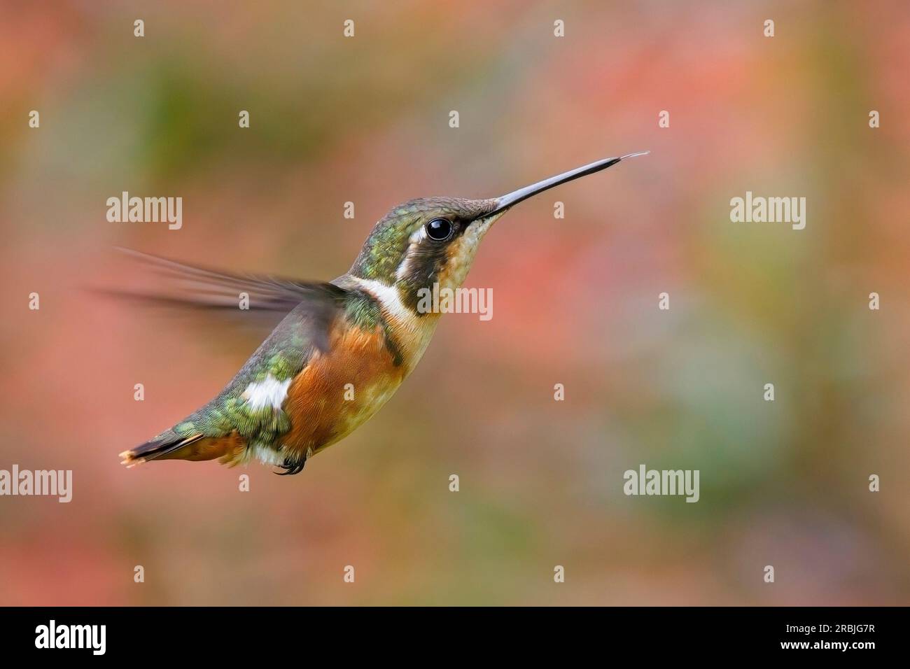 A female White-bellied Woodstar hummingbird (Chaetocercus mulsant), hovering, near Bogota, Colombia. Stock Photo