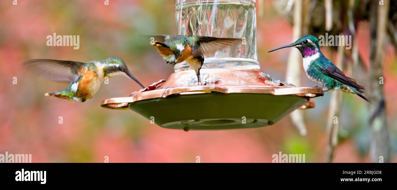 A male and two female White-bellied Woodstar hummingbirds (Chaetocercus mulsant), at a garden feeder, near Bogota, Colombia. Stock Photo