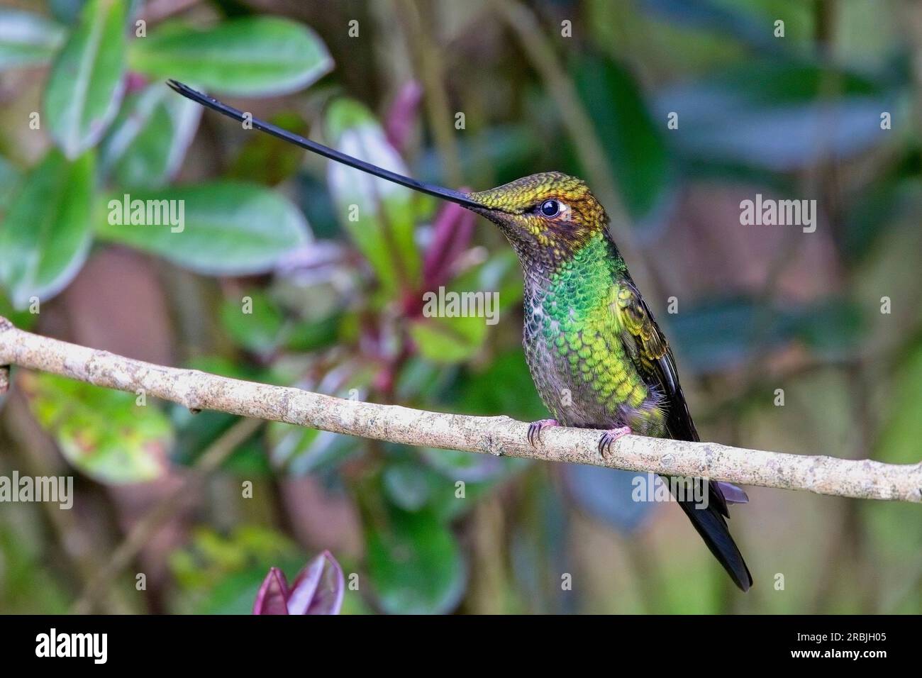 Sword-billed Hummingbird (Ensifera ensifera), perched, near Bogota, Colombia. Stock Photo