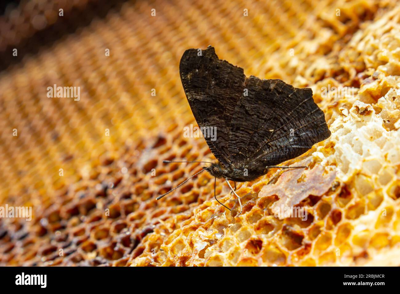 Butterfly urticaria on bee honeycombs. Close up. beekeeping, the butterfly feeds on honey from beehives. Stock Photo