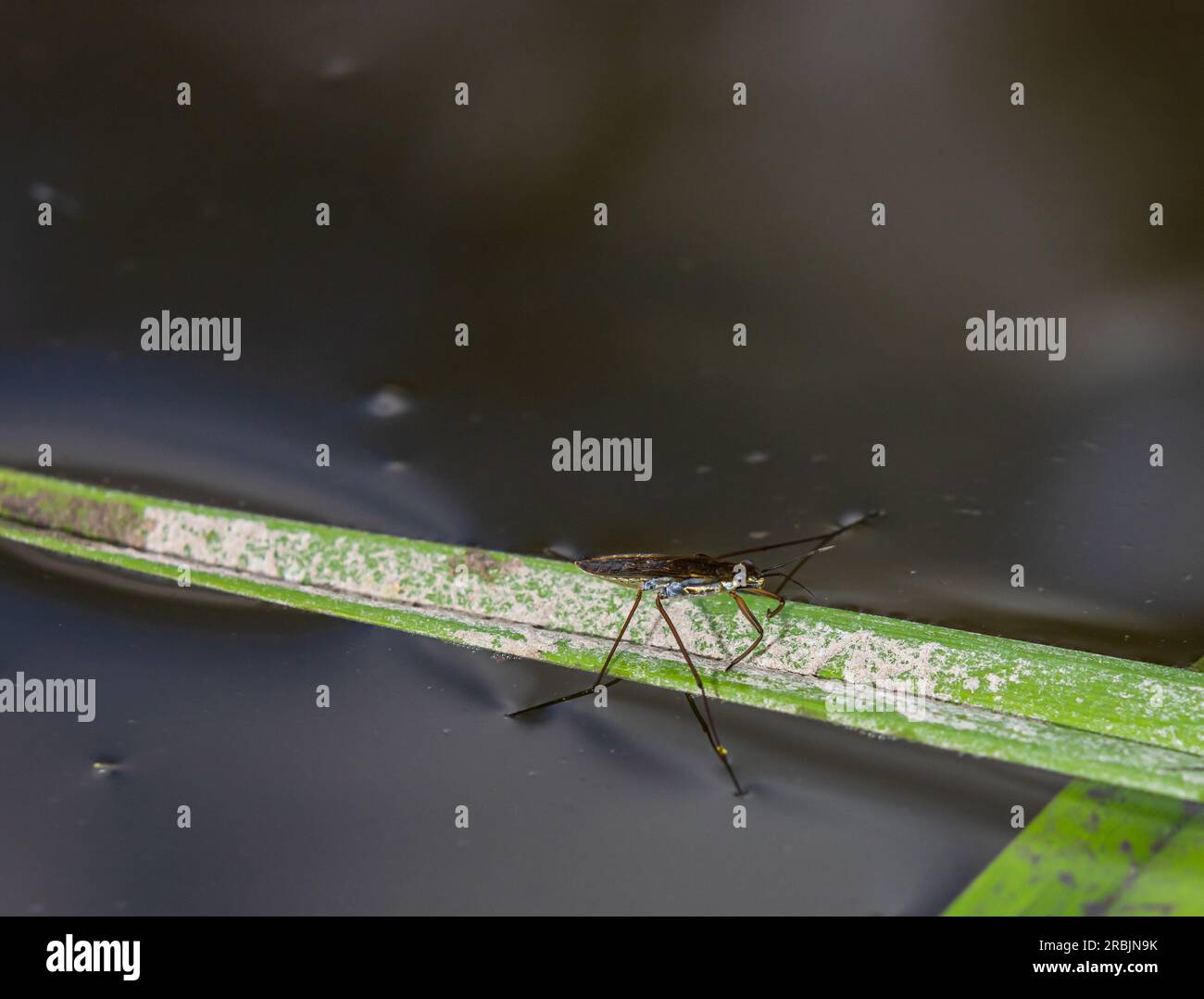 Skator Insect Hemiptera heteroptera water strider hi-res stock photography and images ...
