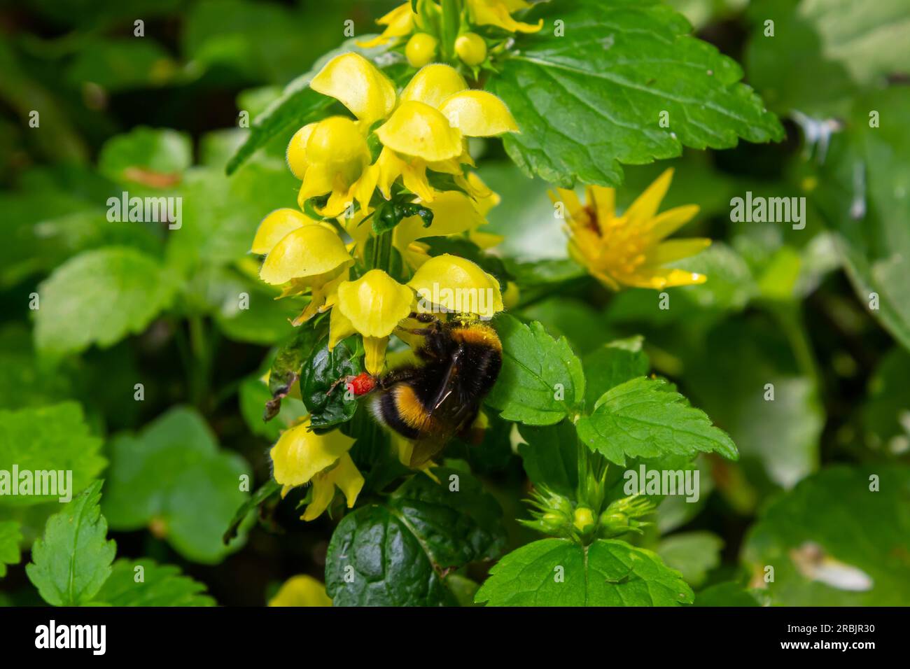 Bombus terrestris pollinating Yellow archangel Lamium galeobdolon in the forest summer sunny day. Stock Photo