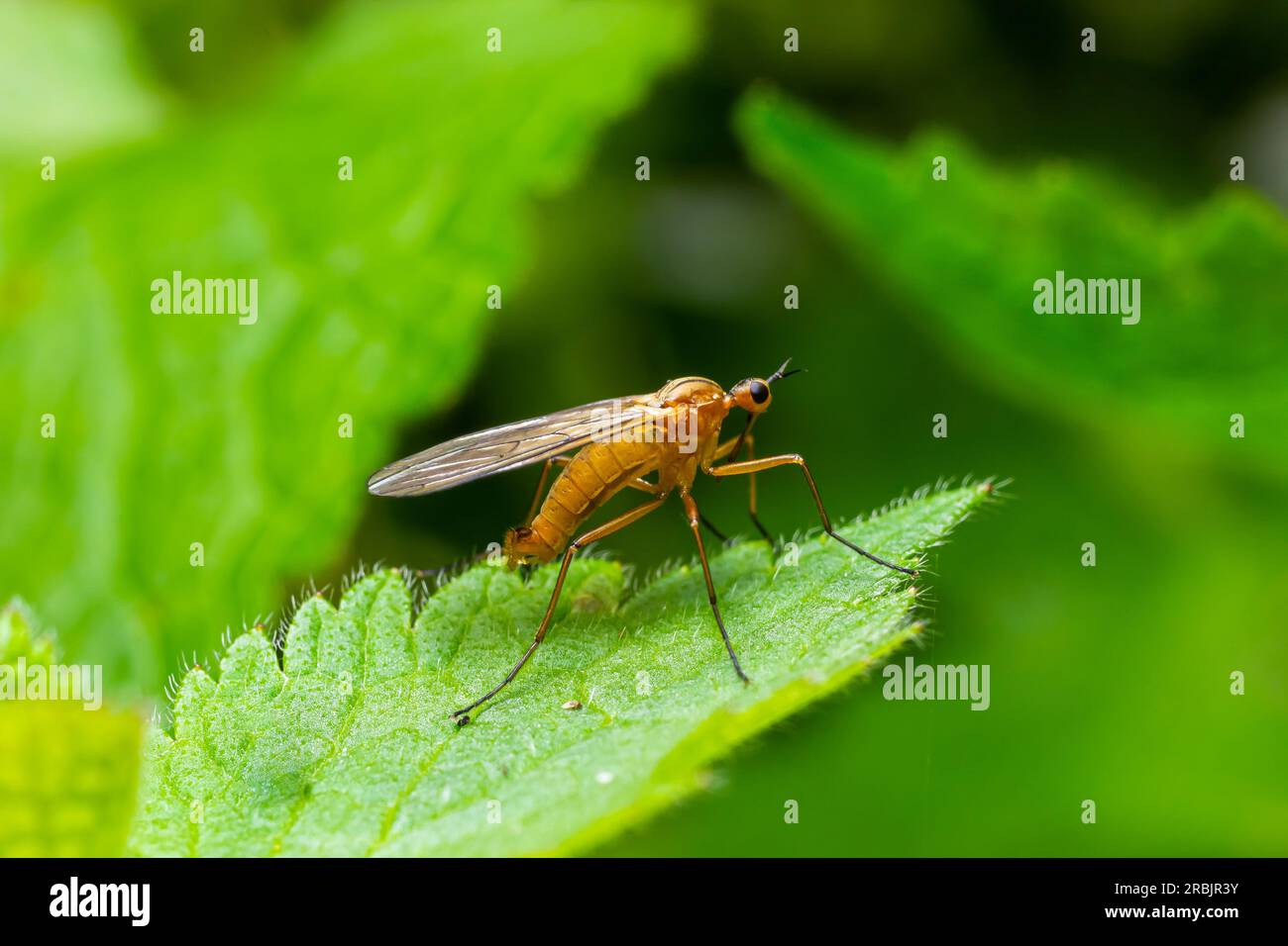 Yellow fly-scorpion on a blade of grass in a natural environment, forest, summer sunlight. Stock Photo
