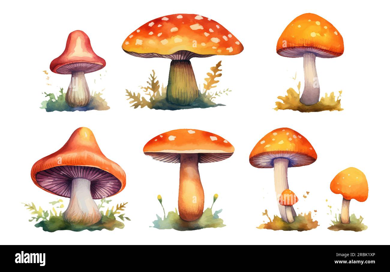 set vector illustration of forest red amanita isolated on white baclground cones acorns Stock Vector