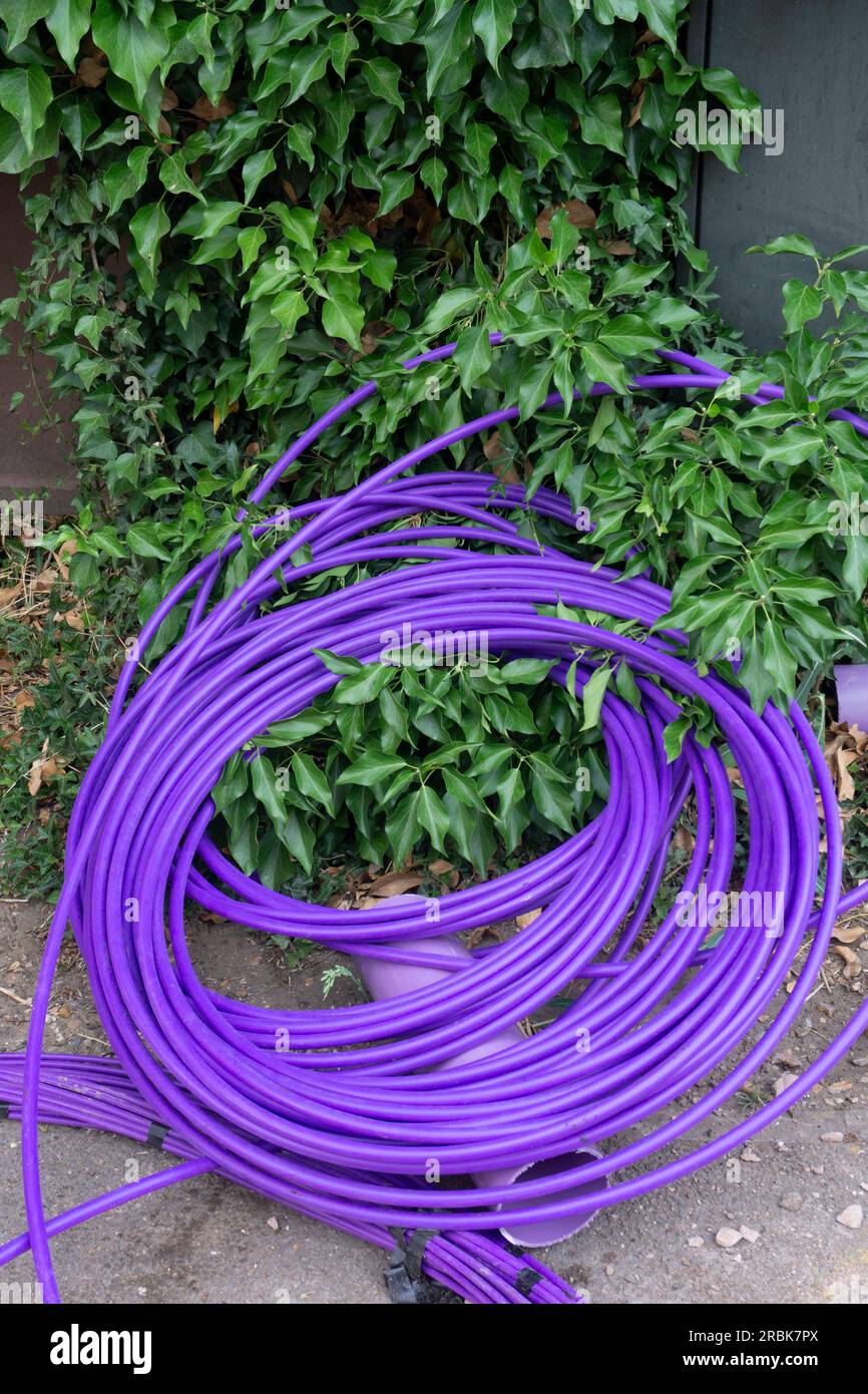 Coiled purple network cable ready for installation in urban street uk Stock Photo Alamy