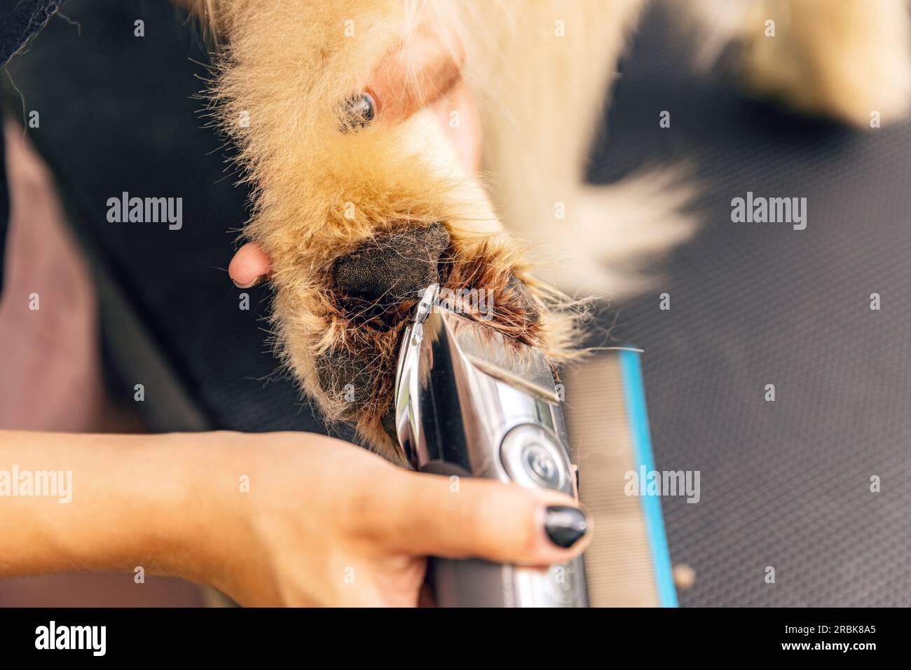 Dog grooming service. Groomer cutting fur of dog paw Stock Photo