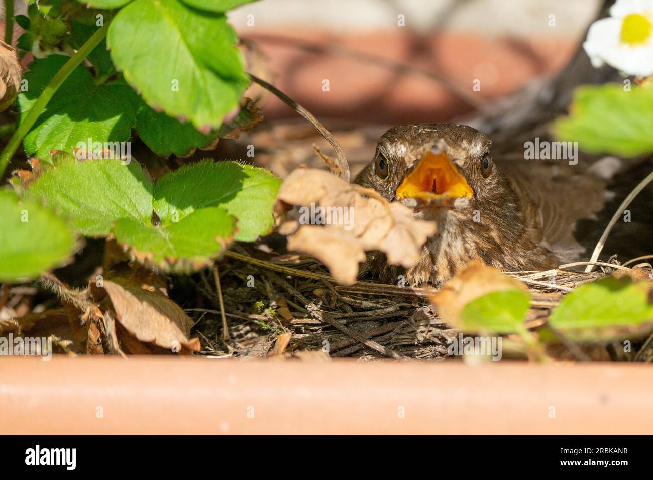 Female blackbird sitting on its eggs in a balcony box compensating the temperature by opening its beak wide Stock Photo