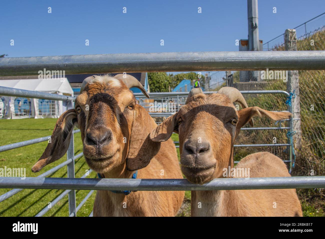 Barryroe Show, West Cork, July 2023. Stock Photo