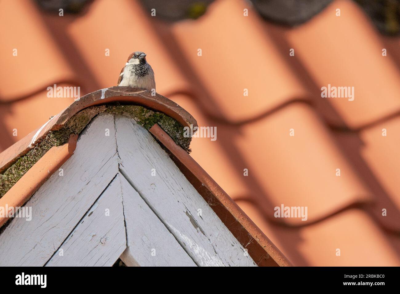 Male house sparrow sitting atop a dormer window in the afternoon sun Stock Photo