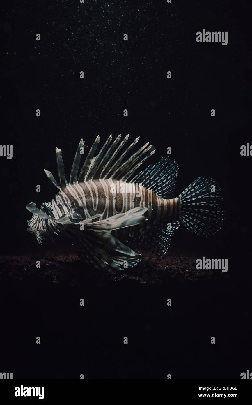 Lion fish on black background invasive species Stock Photo